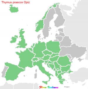 Thymus praecox Opiz